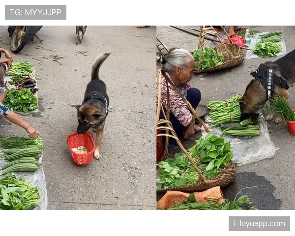 唐佳豪去菜市场那张图太冲击了，提菜篮的手和旁边那辆车完全不是一个世界